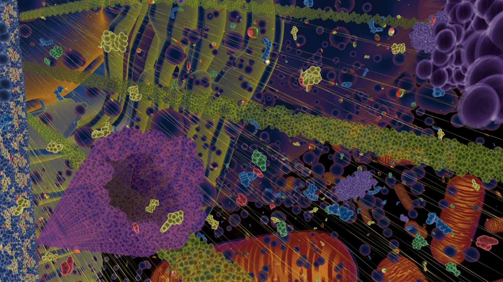 Cell_interior_organelles_molecules