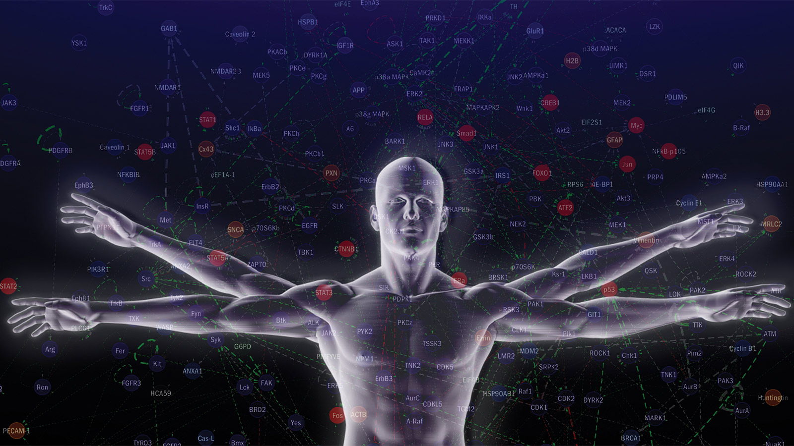 Kinexus_man_signalling_network