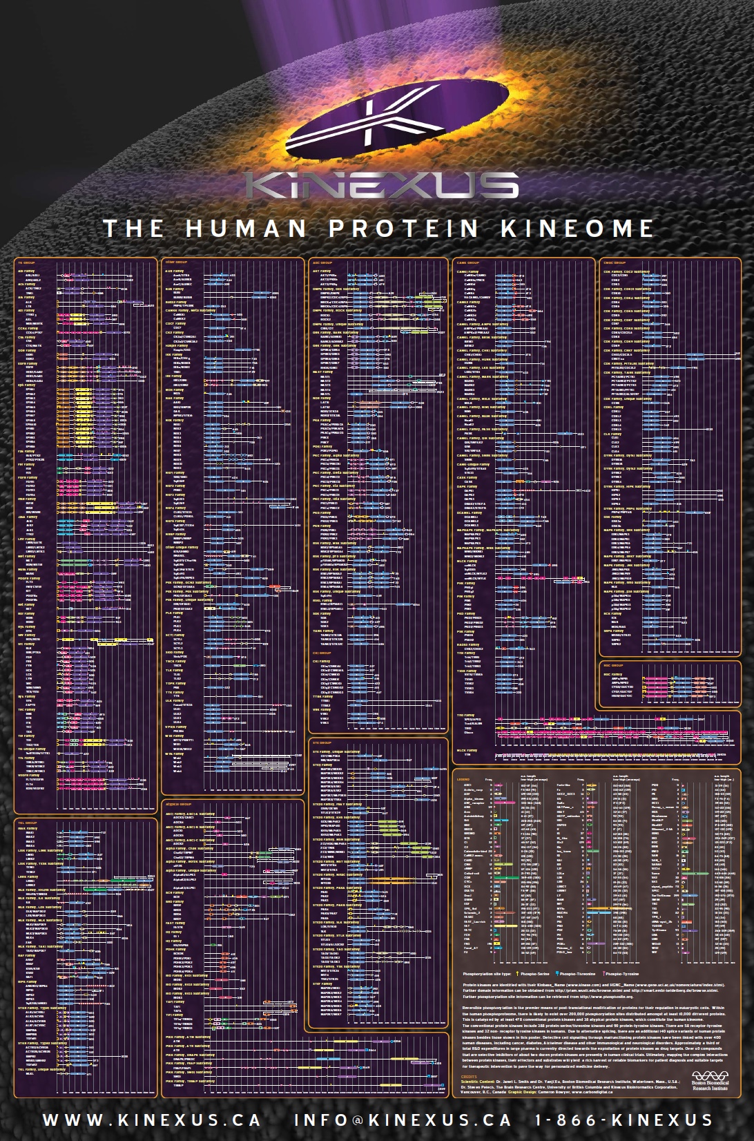 Protein Kinase Domain Poster